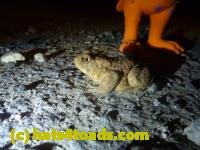 /home//u458753944/public_html/sourcegallery///////Roxborough Toad Detour/2013-2019/2013/2013-04-09/P1120088.JPG